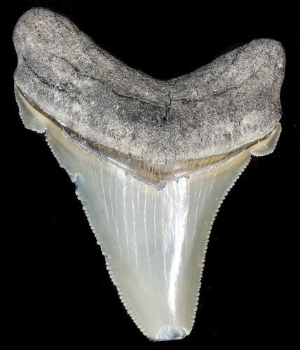 Serrated, Angustidens Tooth - Megalodon Ancestor #56648